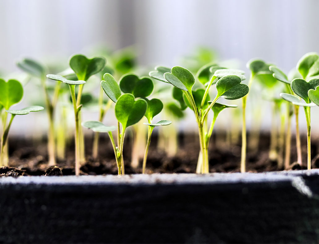 Junge Rucola-Sämlinge mit zarten, herzförmigen Blättern wachsen dicht nebeneinander in dunkler, feuchter Erde.