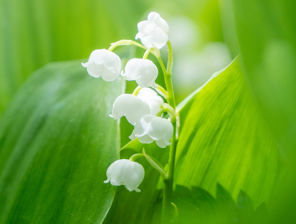 Zarte weiße Maiglöckchen mit glockenförmigen Blüten vor sattem grünem Blattwerk, weich beleuchtet in frischer, natürlicher Frühlingsstimmung.