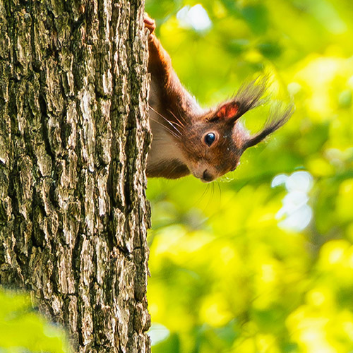 Ein Eichhörnchen schaut neugierig um einen Baumstamm herum