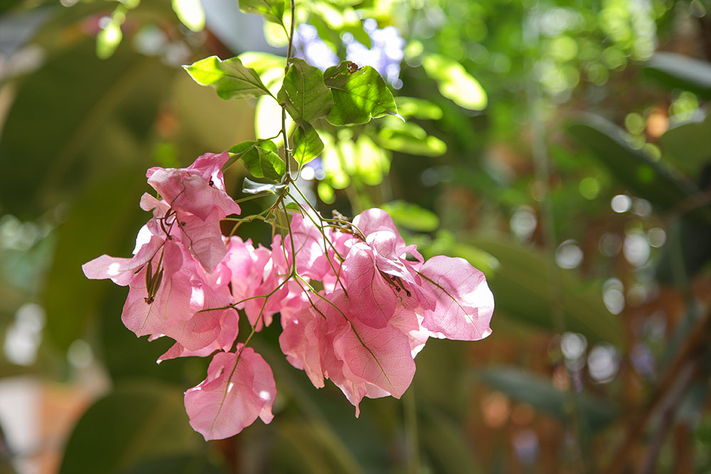 Nahaufnahme einer rosa Blüte