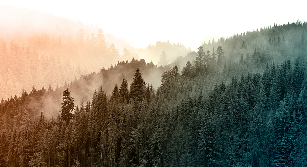 Ein dichter, nebelverhangener Nadelwald erstreckt sich über sanfte Hügel, wobei das Licht die Landschaft in warme Orange- und kühle Türkistöne taucht.