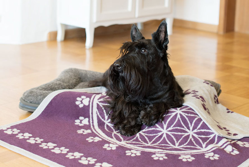 Ein schwarzer Hund liegt in einem Körbchen, das mit einer lila Decke bedeckt ist. Auf der Decke sind in weiß die Blume des Lebens und ein Muster aus Pfotenabdrücken abgebildet.
