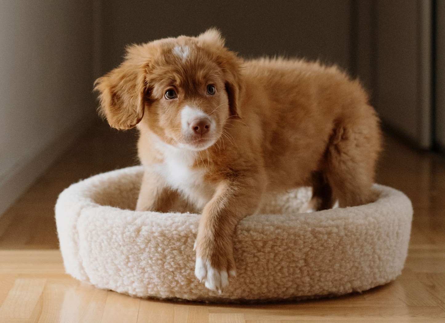 Ein braun-weißer Welpe steht mit einer Vorderpfote auf dem Rand eines weichen, cremefarbenen Hundebetts und blickt in die Kamera.