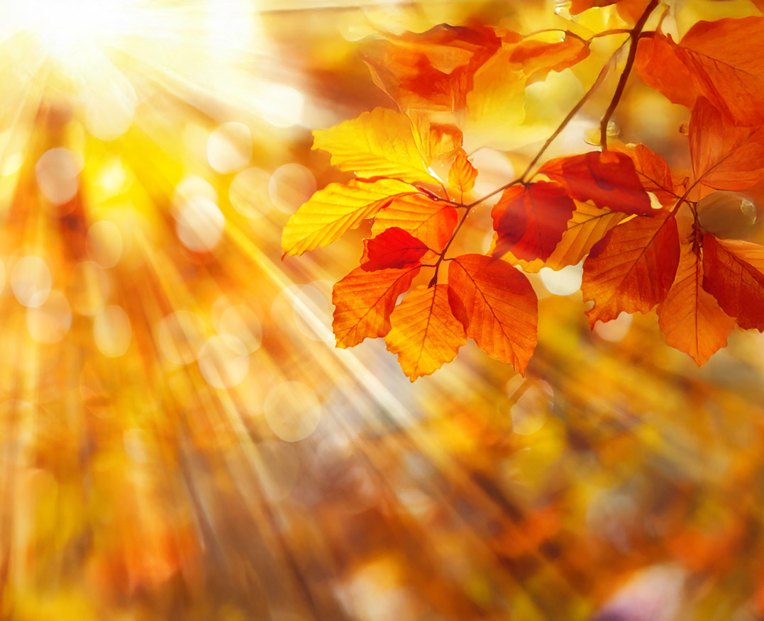 Leuchtend orange-rote Herbstblätter an einem Zweig vor einem sonnendurchfluteten, warm verschwommenen Hintergrund.