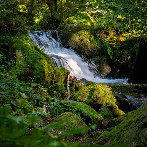Ein kleiner Wasserfall im Wald