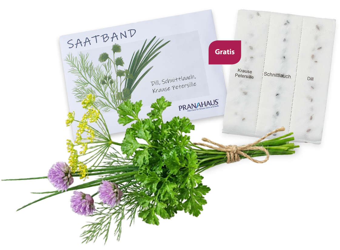 Saatband-Set von PranaHaus mit den Kräutern Dill, Schnittlauch und krauser Petersilie. Abgebildet sind beschriftete Saatstreifen, eine Karte mit Illustration sowie frische Kräuterbündel, dazu der Hinweis „Gratis“.