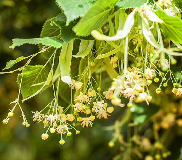 Lindenblätter und -blüten