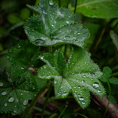 Wassertropfen auf Frauenmantel-Blättern